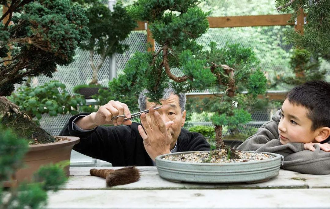 盆景一二三级枝修剪,盆景修剪的九大技法