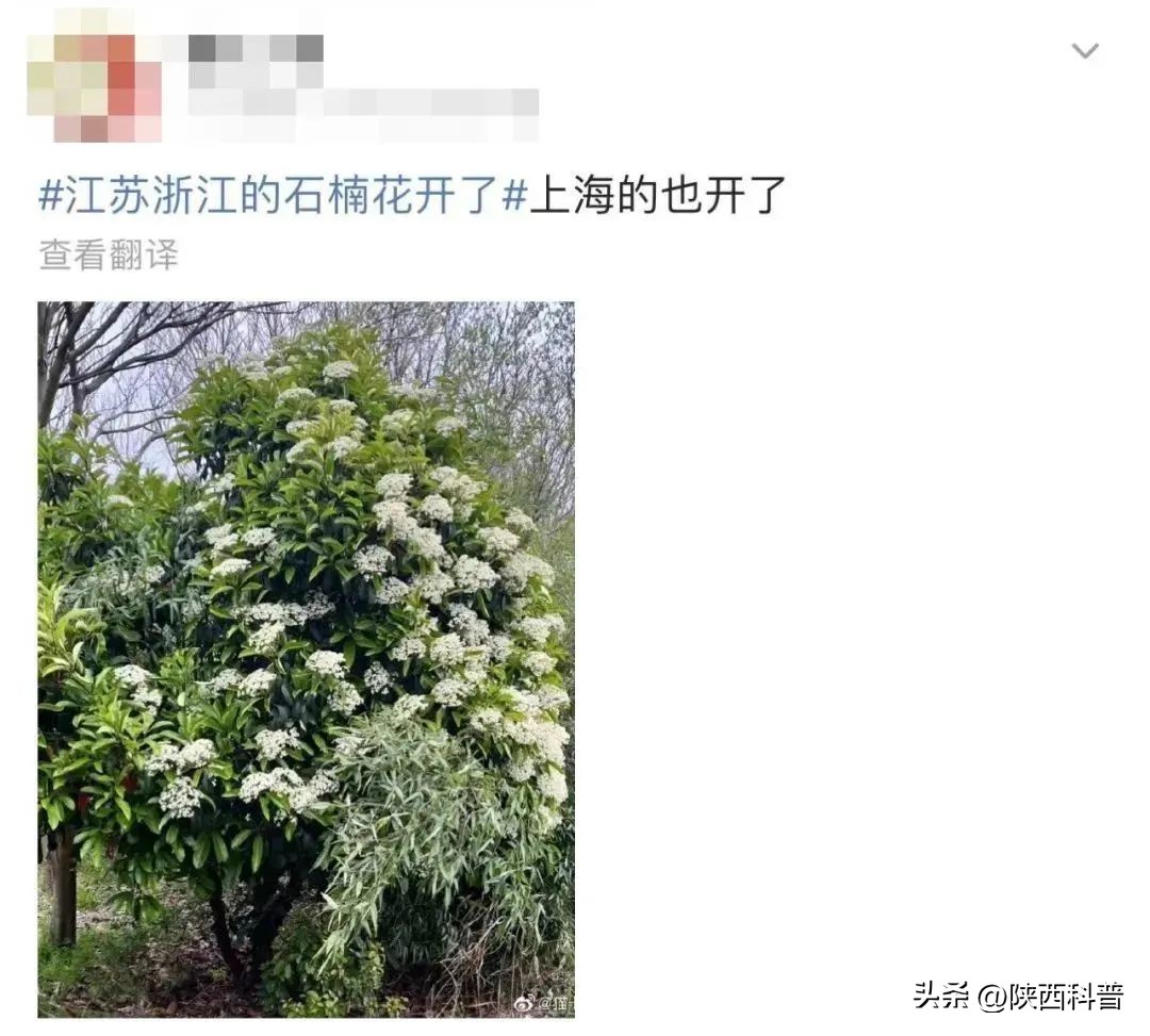 科技之春|“又腥又臭”上热搜！网友：左右“为楠”……专家：其他优点突出，忍耐一下
