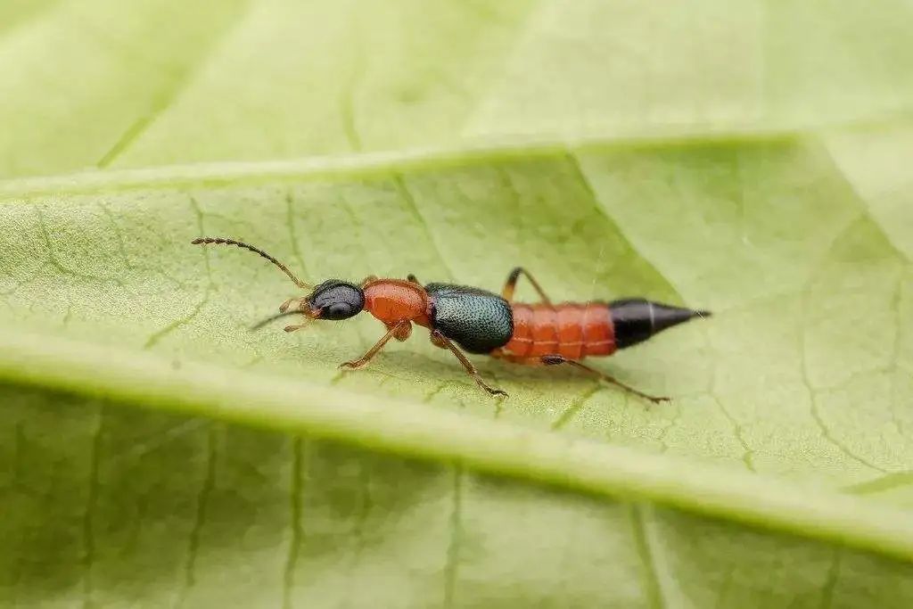 防治隐翅虫用什么农药,隐翅虫咬人后危害