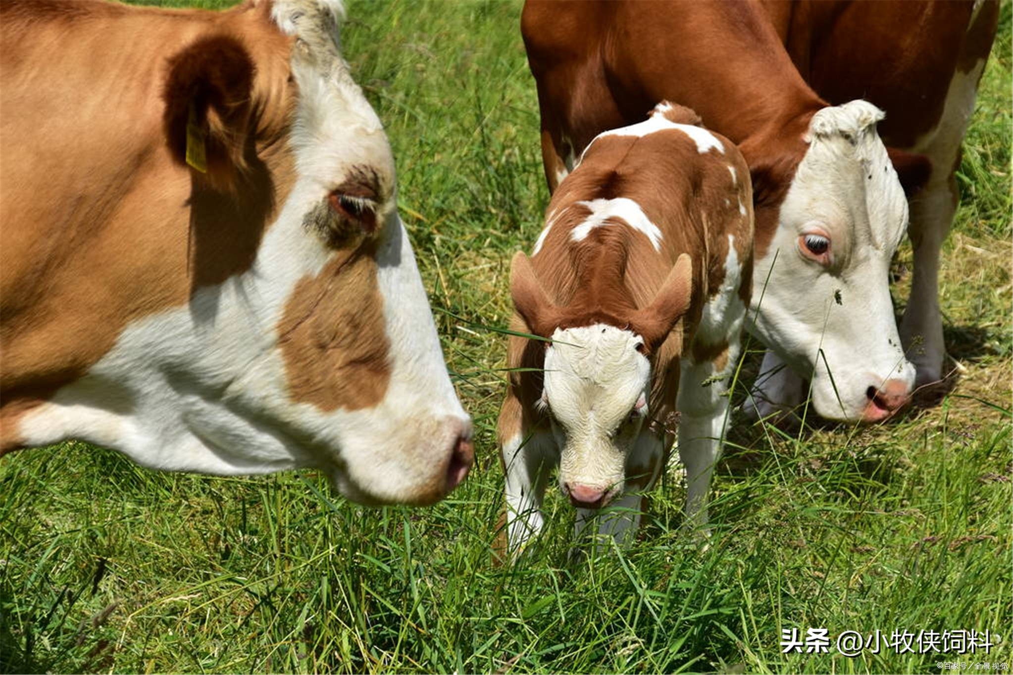 牛不反刍用什么药来最快？治疗牛不反刍的最好方法，本文告诉你！