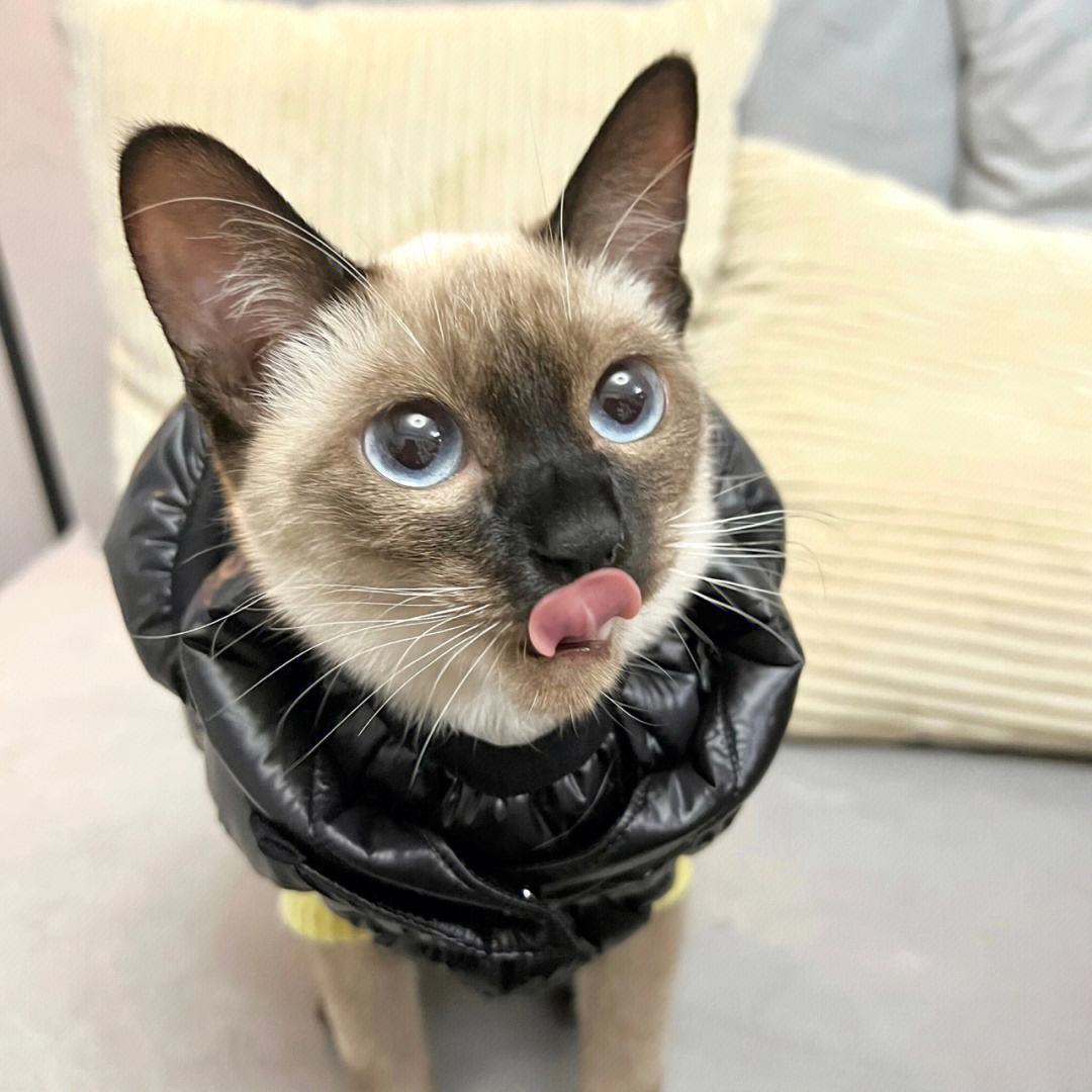 为什么建议新手养暹罗,新手养暹罗猫的十大忠告