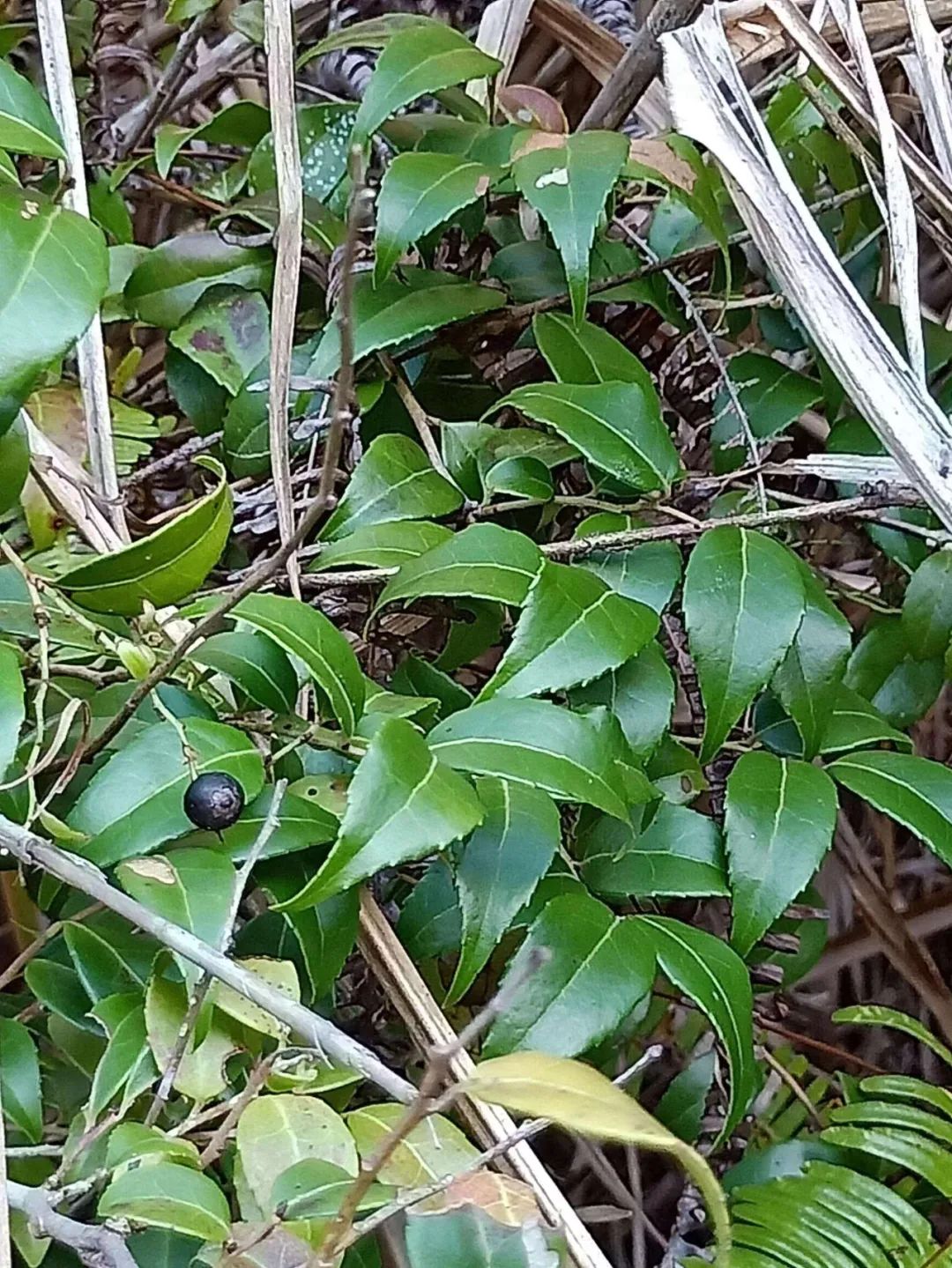 南烛，白天不懂夜的黑，饭的黑你可能也不懂｜花名册No.00174