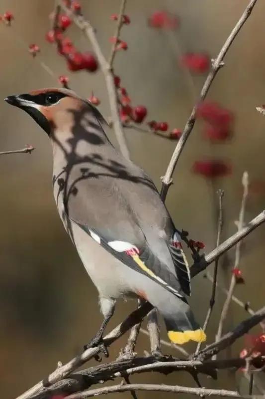 太平鸟图片素材,太平鸟图片大鸟