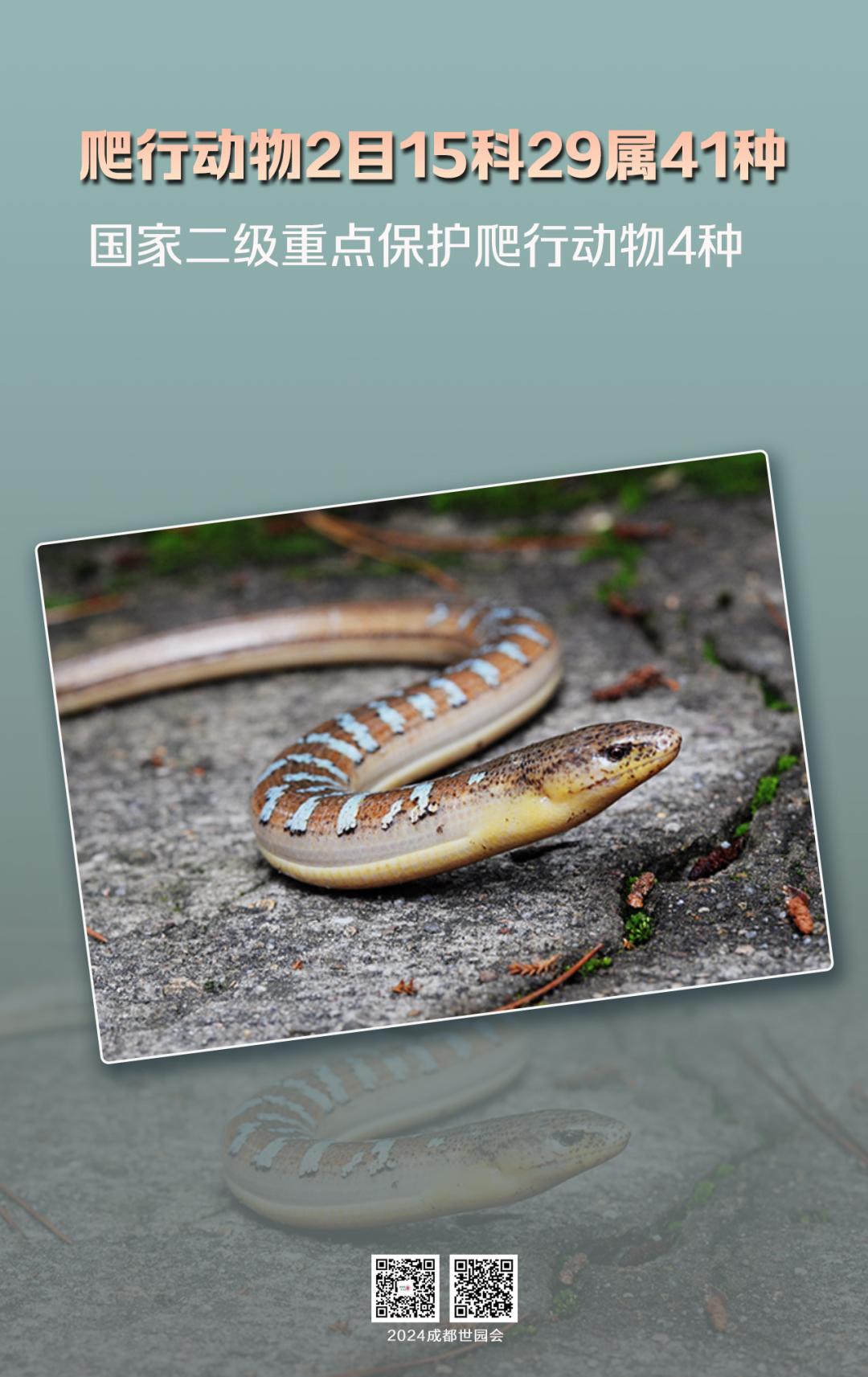 来认识下成都的生物“家底”→