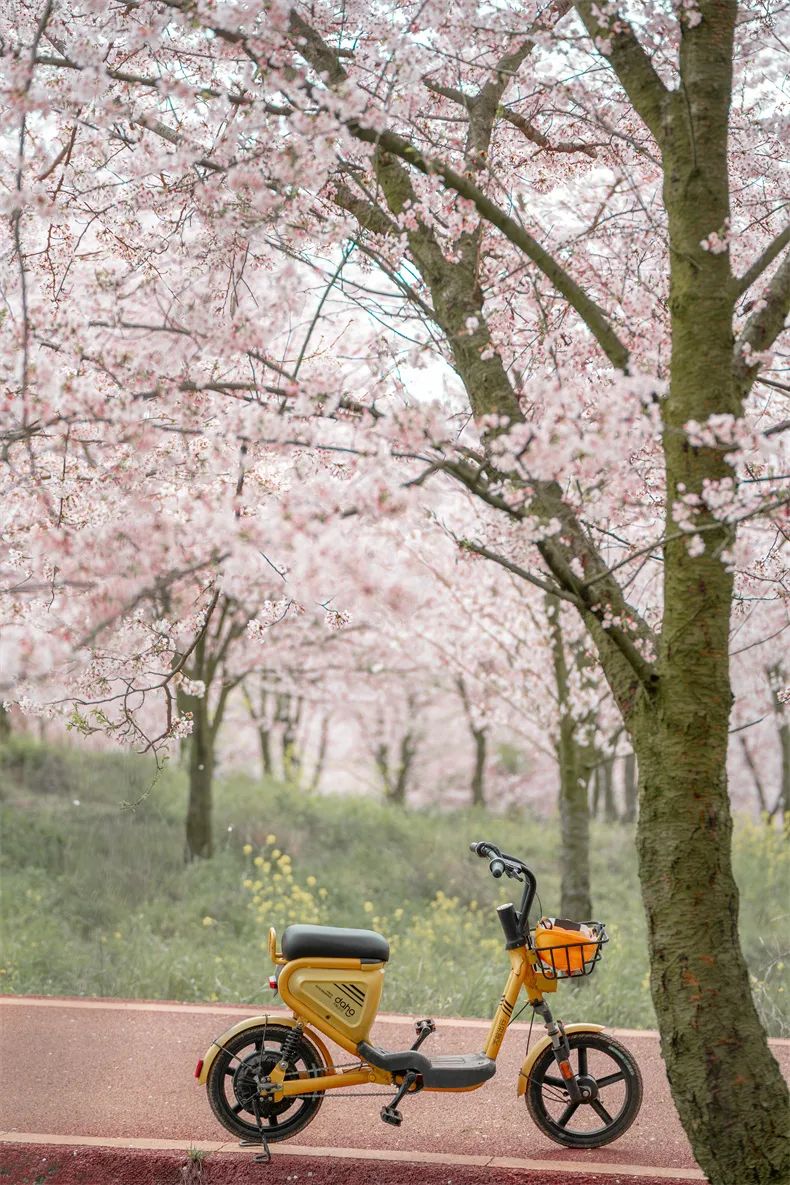 贵州樱花风景区一日游,半城樱花贵阳