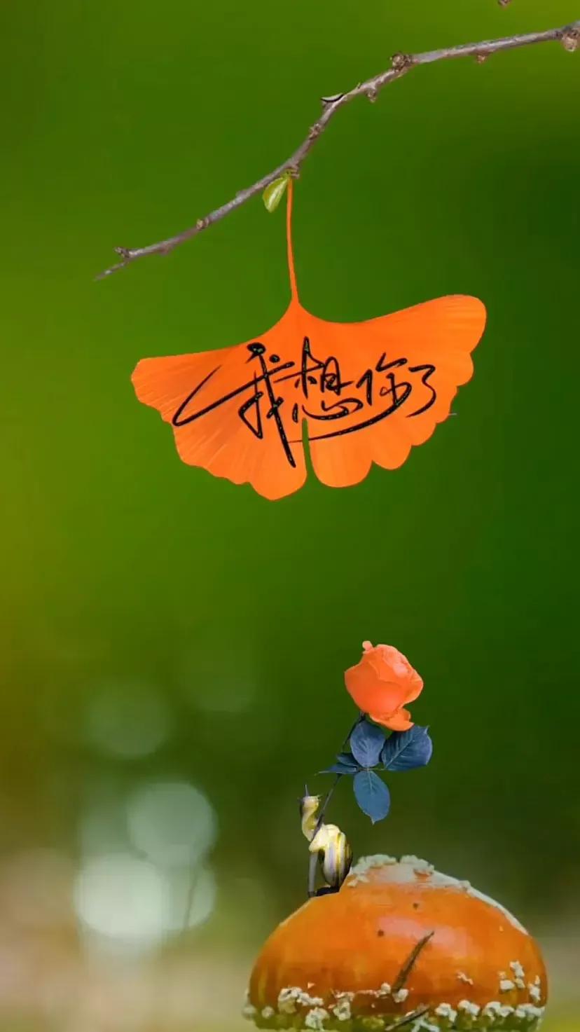 表白文案高级有深度20个字,表白的高级文案英文