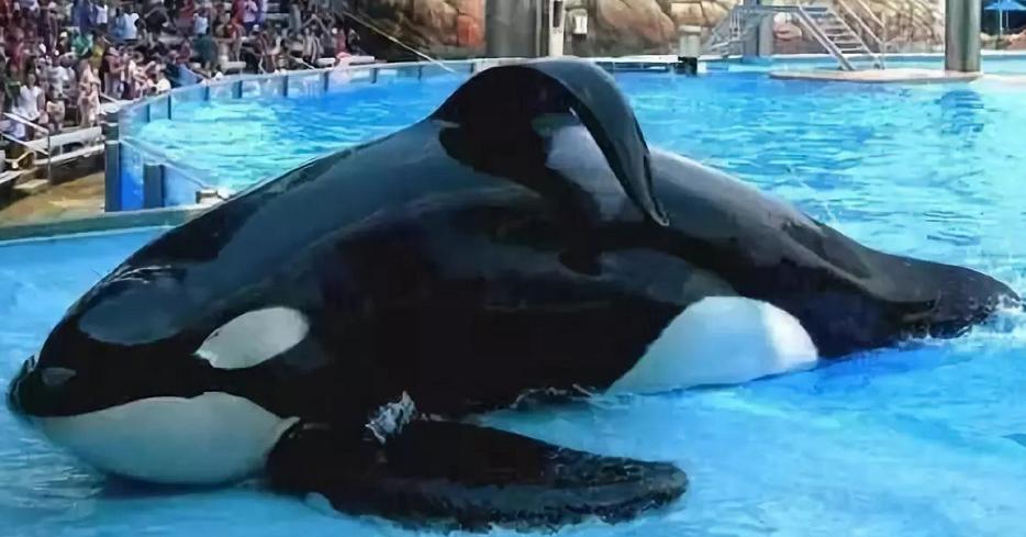 6岁公主活成“脚链囚徒”，背后的动物表演让人心疼