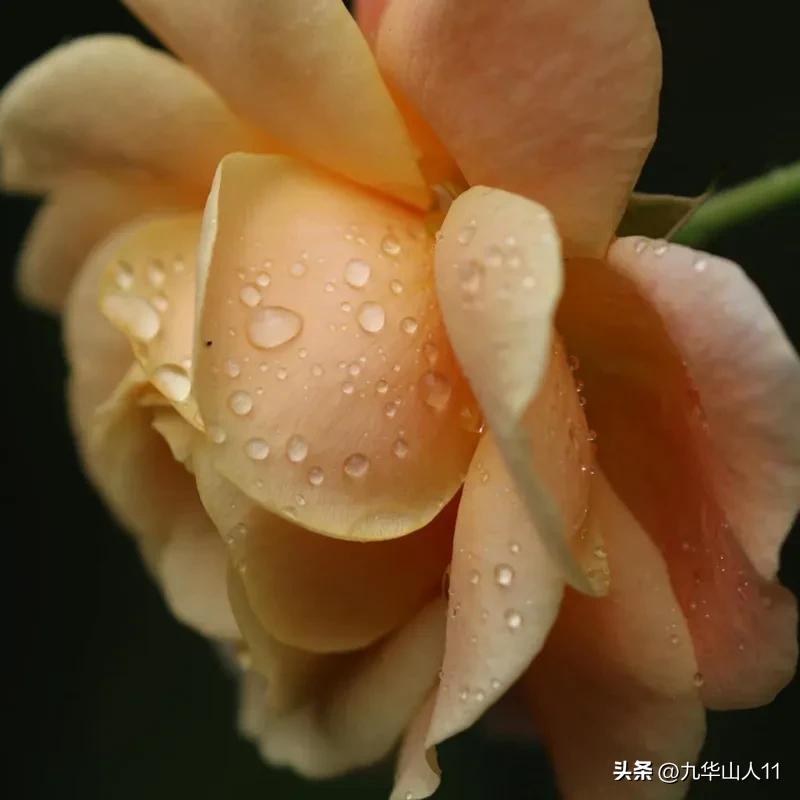 通过adr认证的月季品种,奥古斯塔路易斯月季是adr认证吗