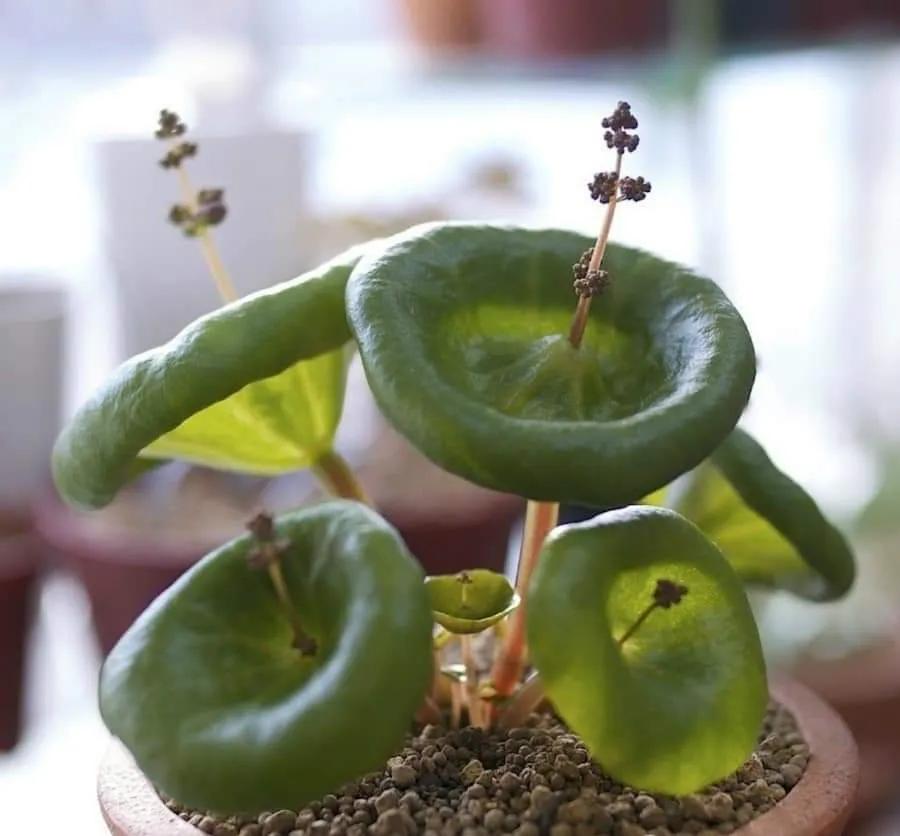 8种多肉太上头，外形独特又可爱，让人直呼太有趣了