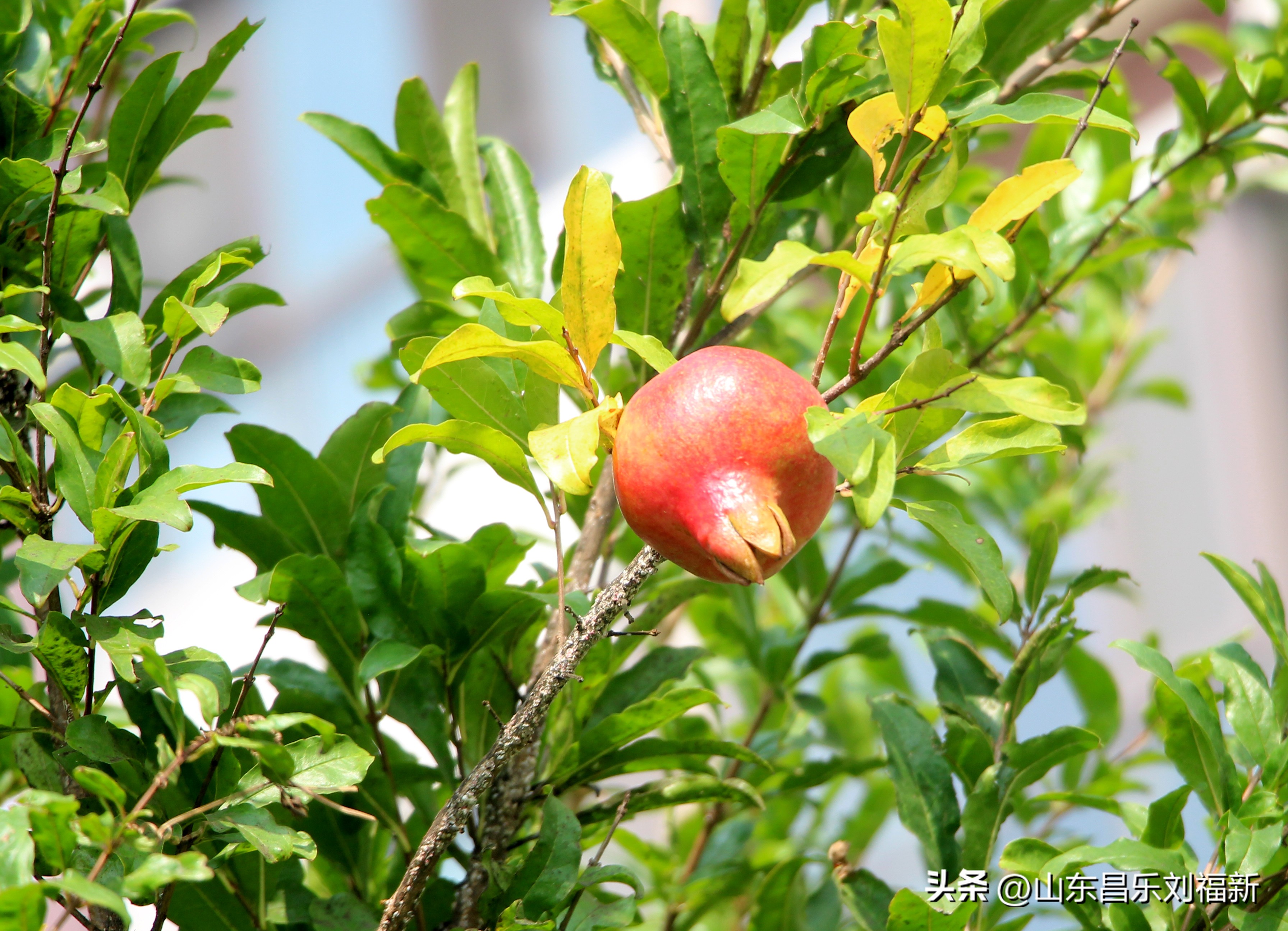 碧水龙庭深圳7栋4单元,顺光风景片拍摄