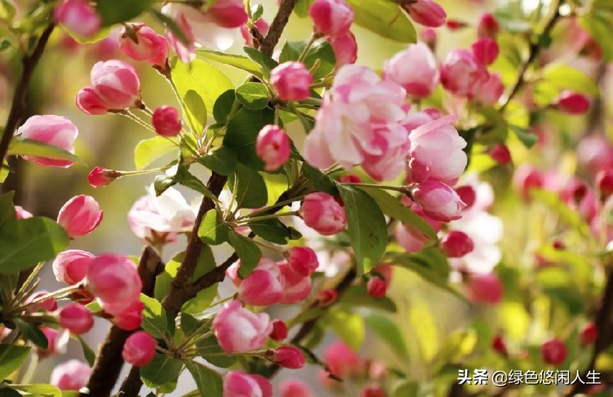 玉堂春富贵指哪些花,玉堂锦绣富贵春寓意