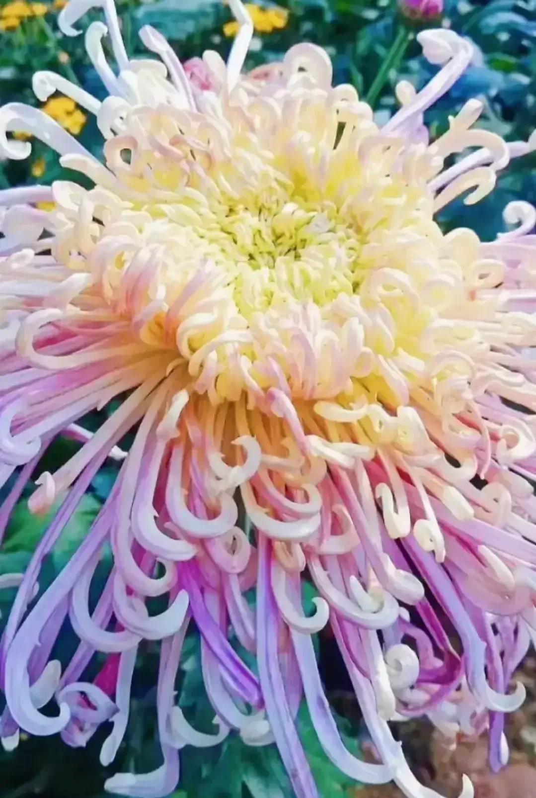 最最漂亮的金丝菊图片,美丽的金丝菊美图