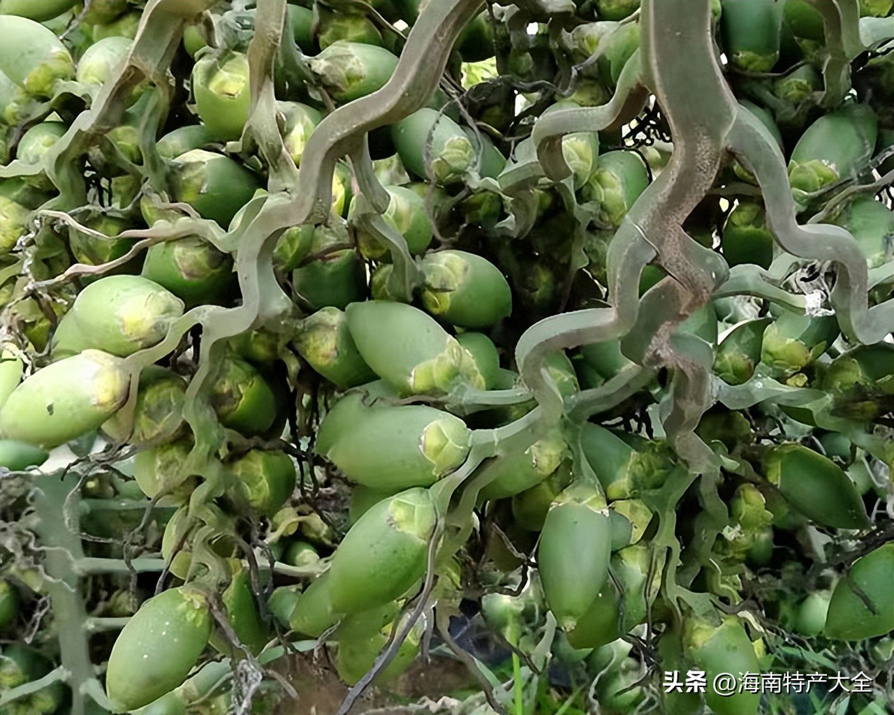 今年海南槟榔价格行情 (海南槟榔6月价格)