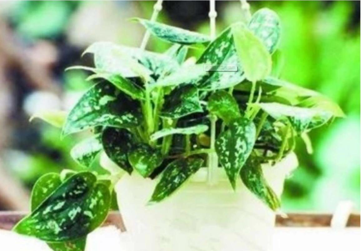 绿萝生命之花称号,生命之花绿萝