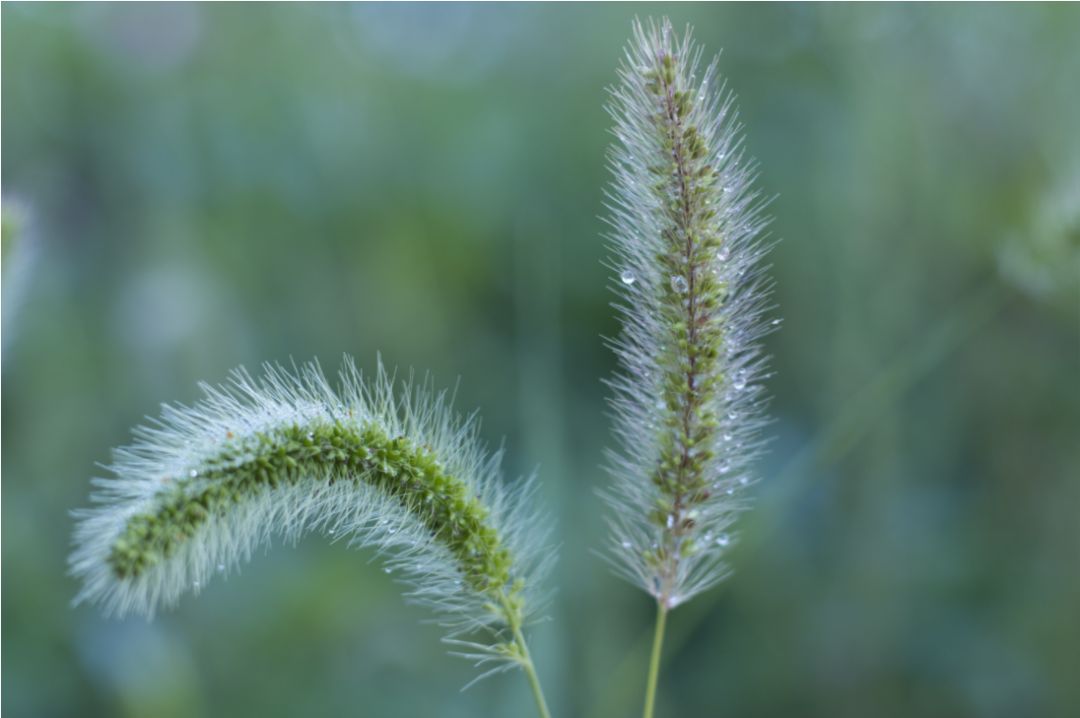 谷子的进化史,谷子的一生简介