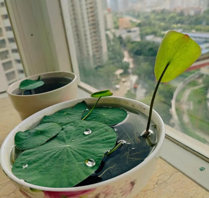 优质室内植物推荐与养护技巧,各种室内盆栽植物的养护诀窍