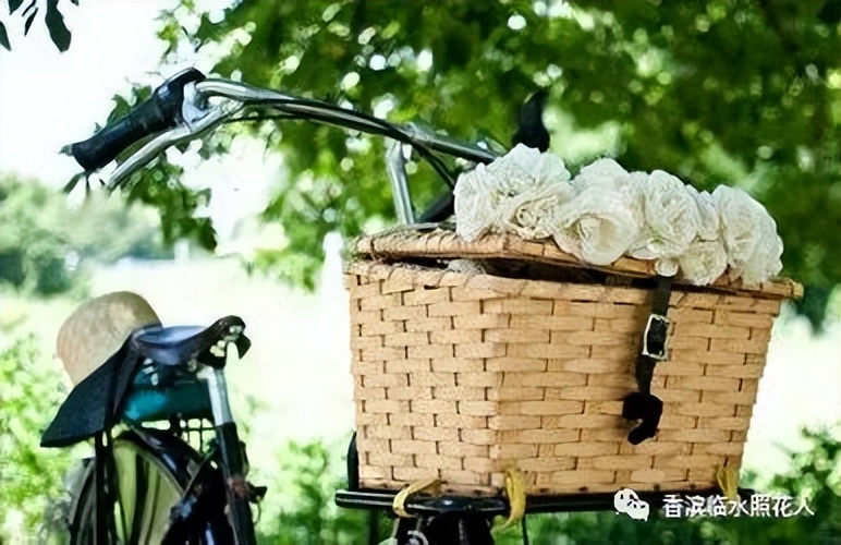 ​「五年级作文“我的心爱之物”」姜奕西《小猫》（二十四）