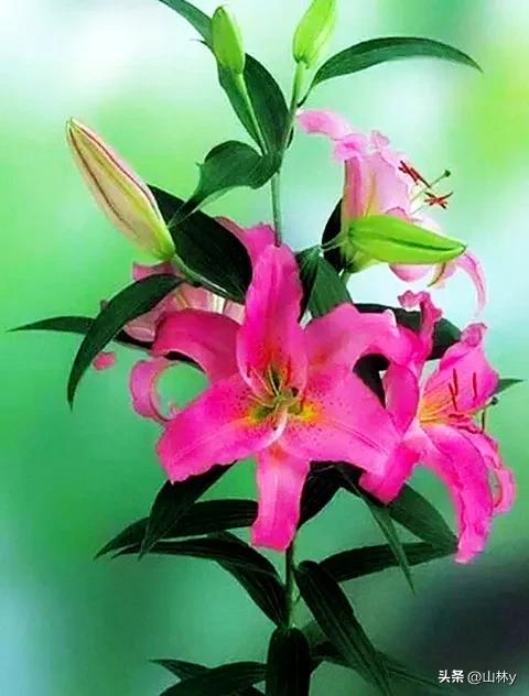 五颜六色的花朵养眼舒心,灵动秀美的花朵图片