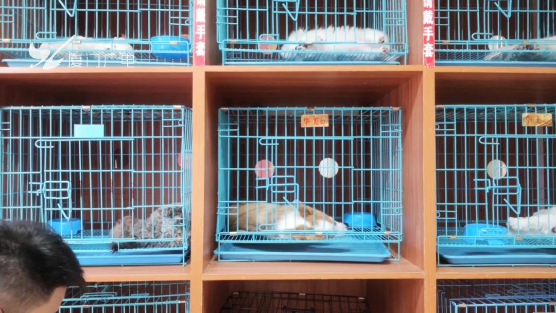 限养区犬规定厦门,禁犬令厦门