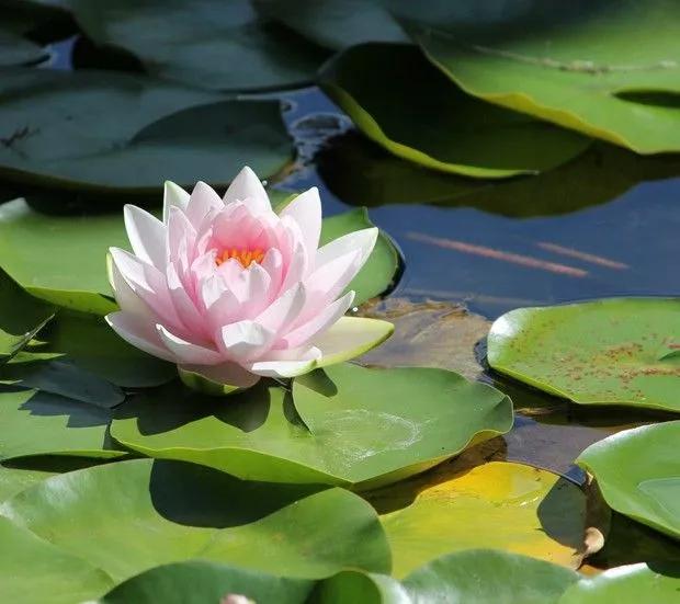 鱼荷花图片唯美高清大图,手机壁纸荷花高清唯美图片