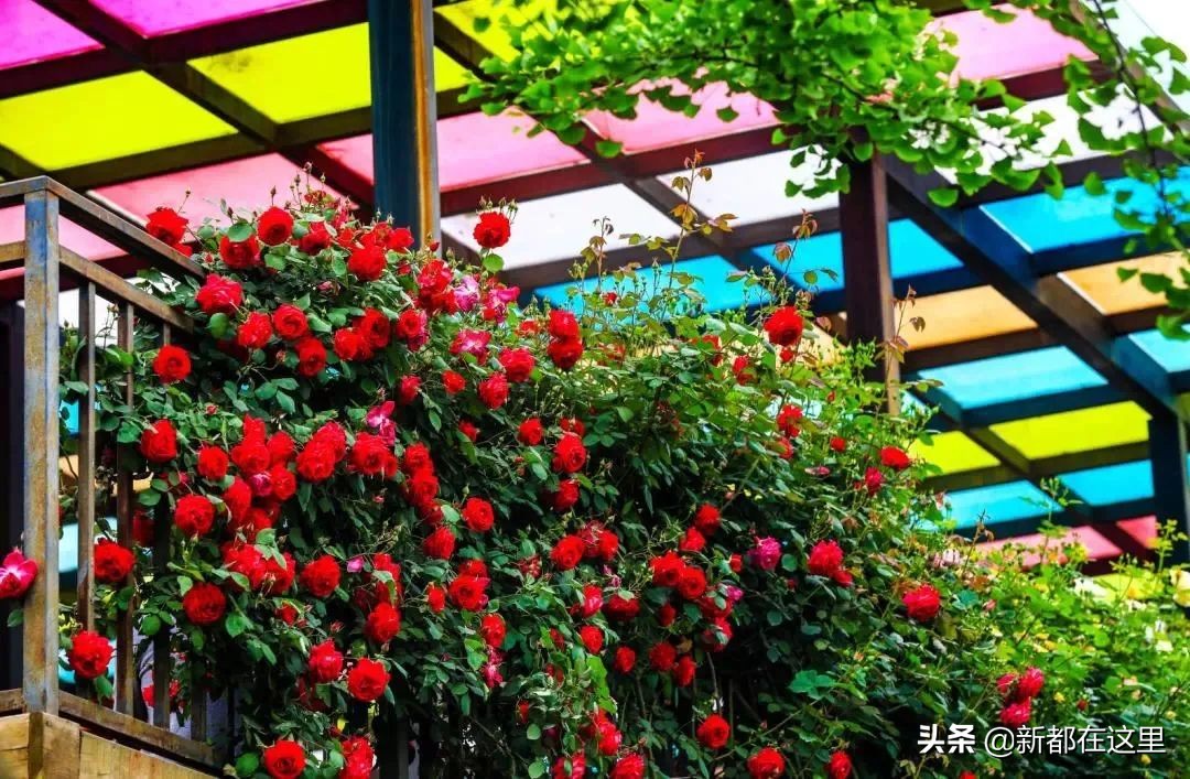 如果城市有颜色重庆,如果城市有颜色作文