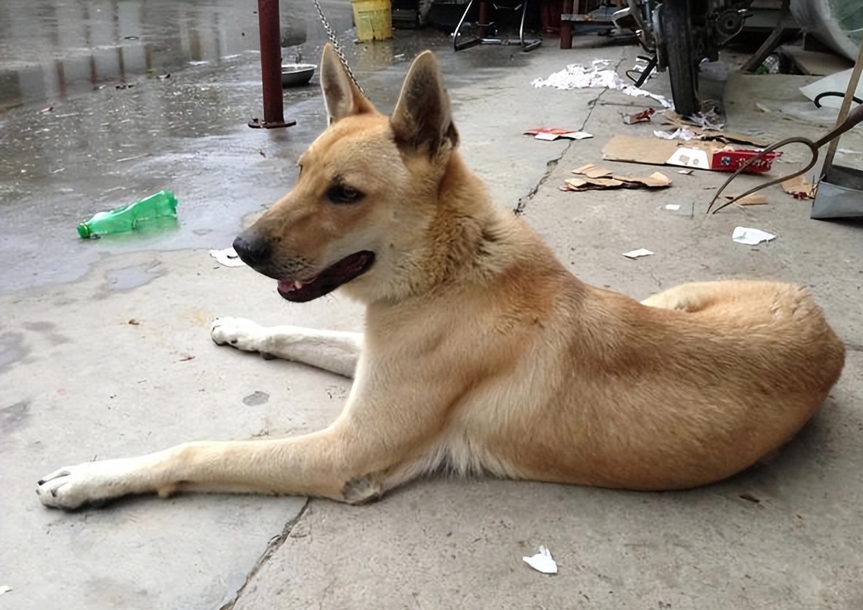 最好看的狗狗金毛,盘点最礼貌的狗狗金毛