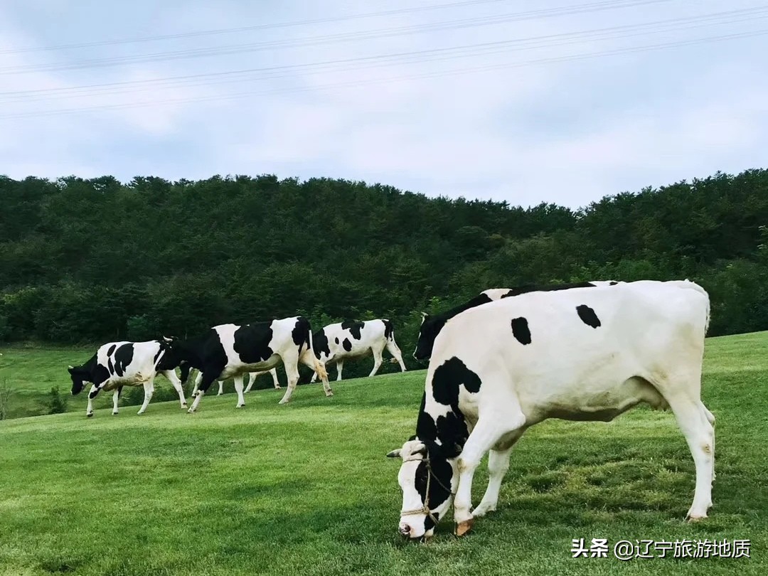大连呼伦贝尔草原风景,大连呼伦贝尔大草原