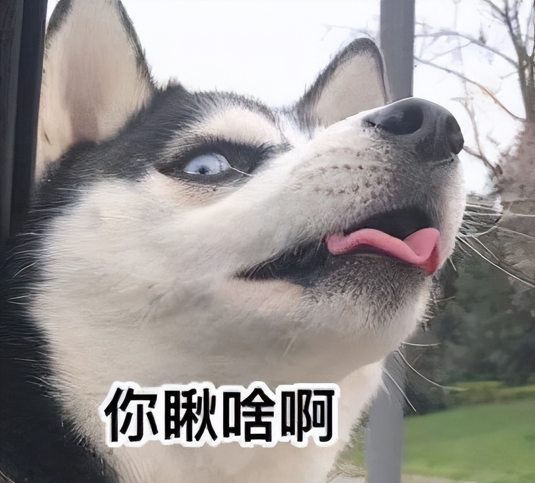 三傻狗有哪些,雪橇三傻是哪三种狗