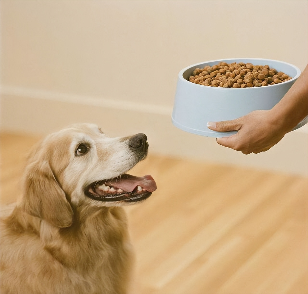 什么狗粮特别便宜又好养,十大最适合幼犬的狗粮
