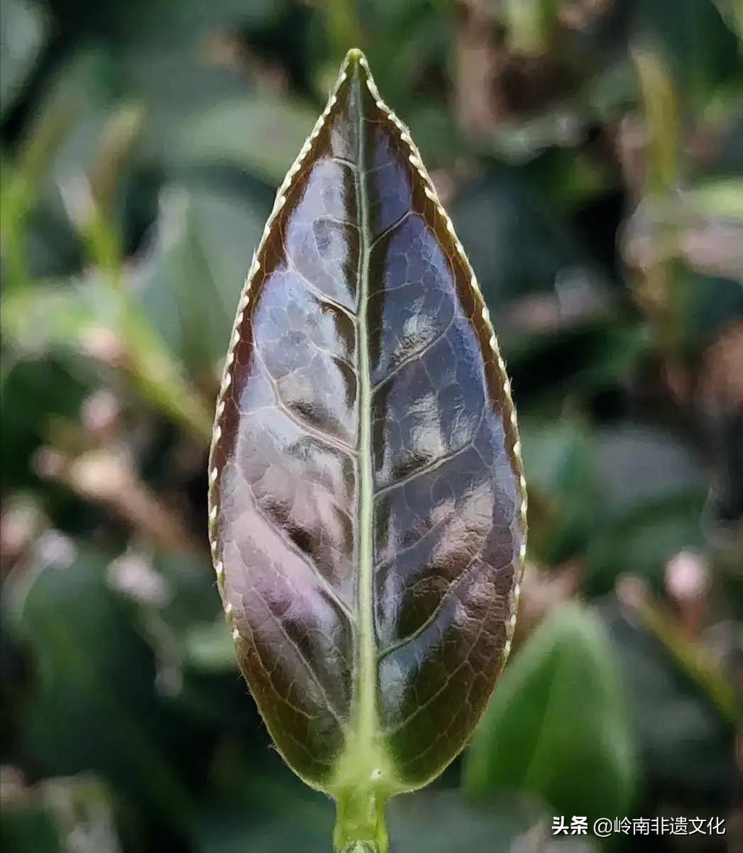 安溪铁观音茶文化,茶文化铁观音