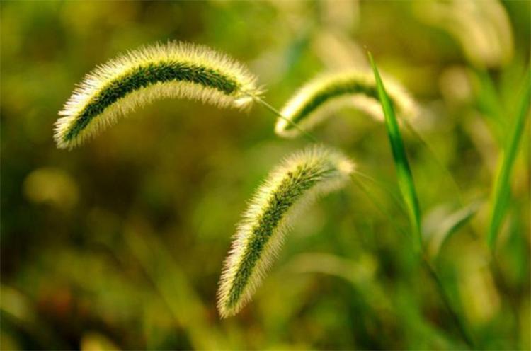 七夕节，不止用玫瑰“我爱你”，还有10种国产花卉，代表不俗的爱