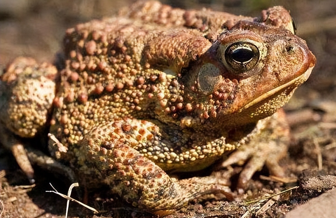 养殖中华大蟾蜍需要什么手续,蟾蜍的人工养殖成功了吗