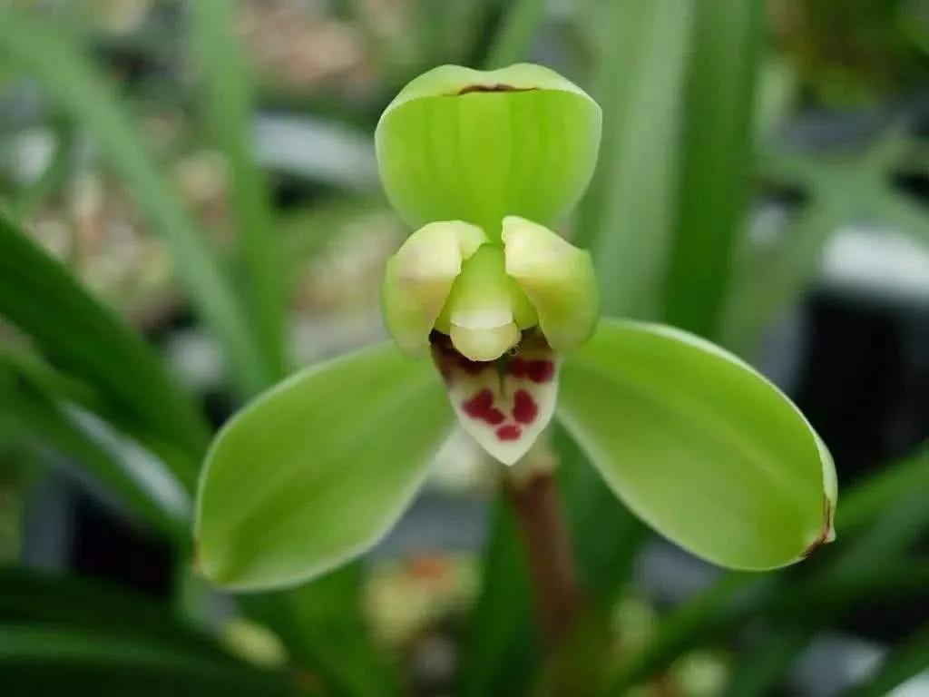 兰花品种大全四川,兰花品种鉴别方法