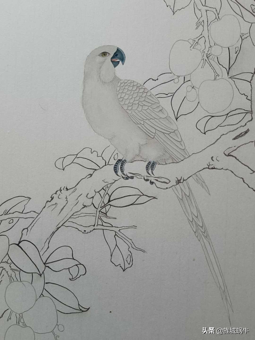 画者笔记|荔枝鹦鹉图绘制记录
