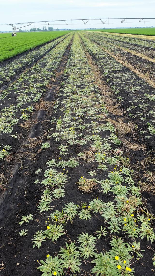 寻找替代来源，固特异和美国防部合作，从蒲公英中制造天然橡胶