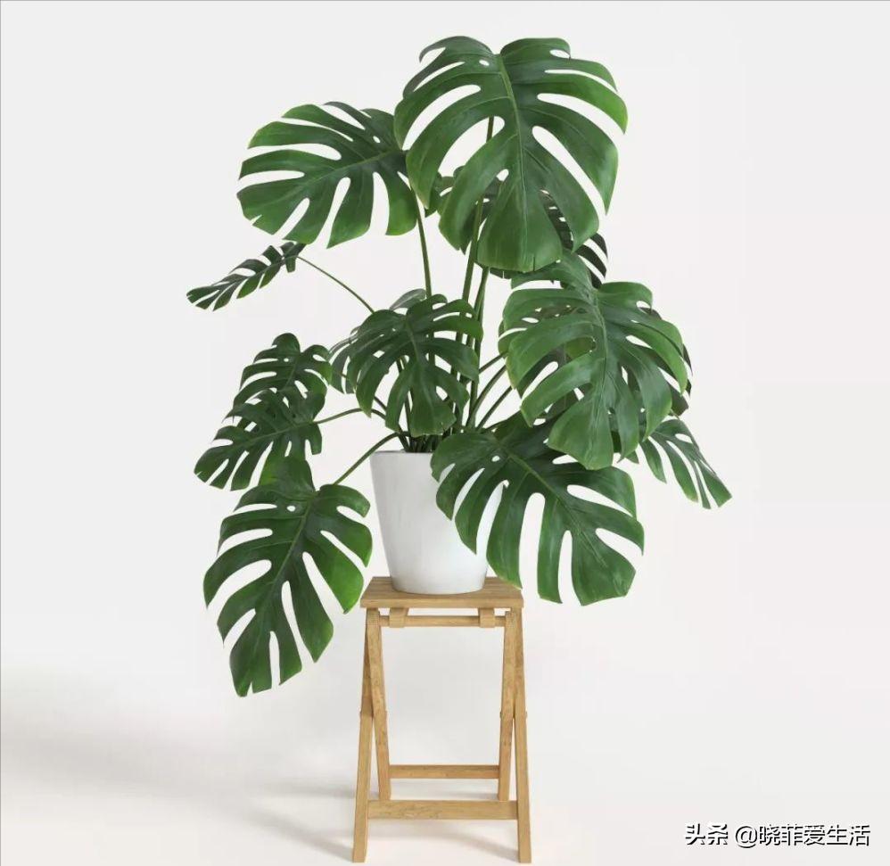 客厅养什么大型绿植最好看又好养,家里养什么绿植最好养又招财客厅