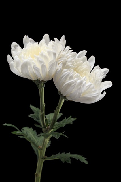 大姨妈来了能肛检吗,大姨