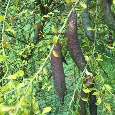 柠檬多少钱一斤最便宜的,广西手指柠檬多少钱