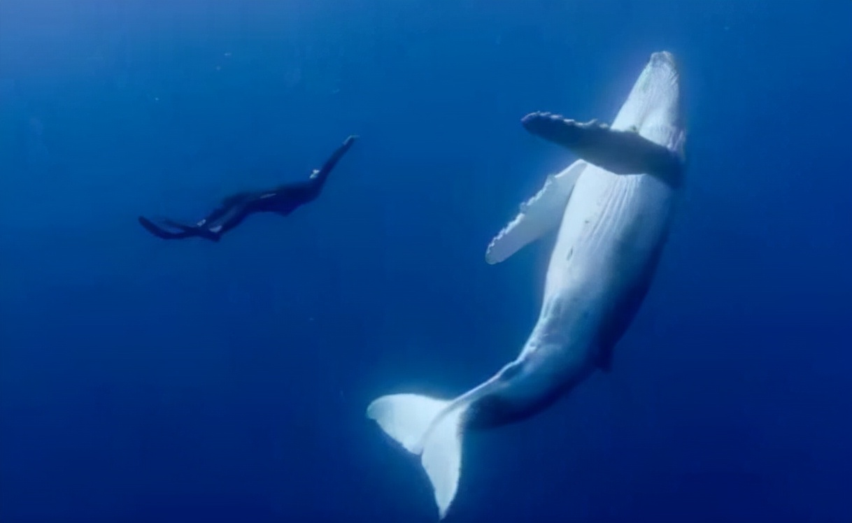 汤加整个国家都失联了吗,汤加全境失联意味着什么