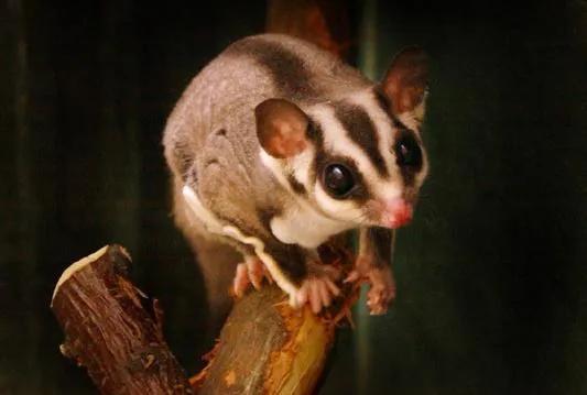 蜜袋鼯优缺点,蜜袋鼯母的发情有什么缺点