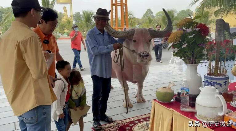 一头成年水牛值多少钱,二十几年的水牛值多少钱