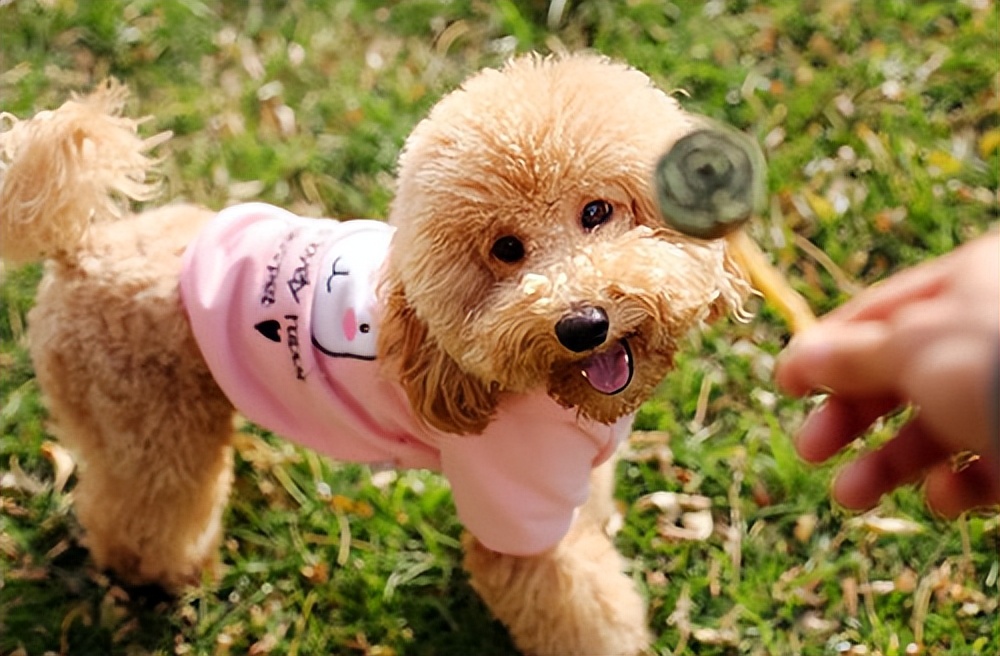 泰迪喜欢粘你,泰迪特别喜欢挨着你