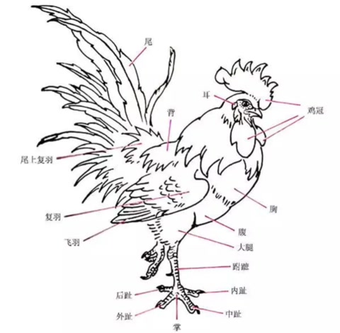 鸡为什么是蝎子的克星,鸡为什么是虫子的天敌呢