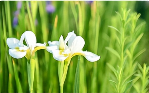 春天的问候唯美诗句,春天情话最美的句子