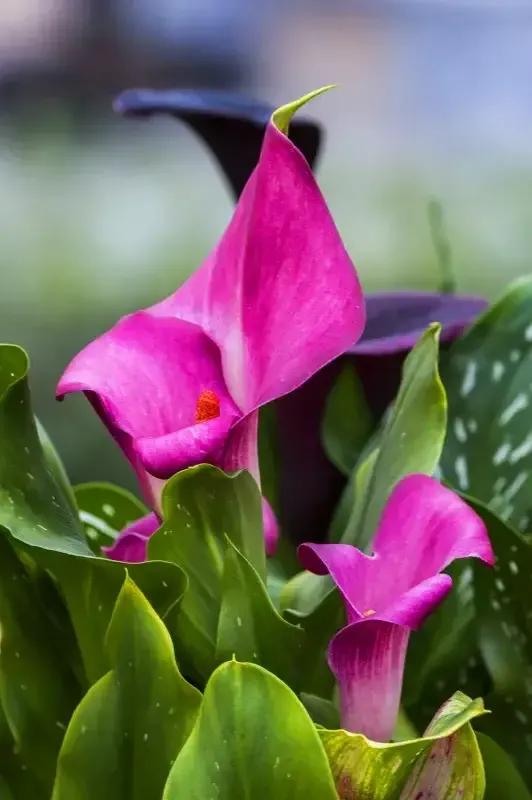 马蹄莲新娘,马蹄莲新娘手捧花图片