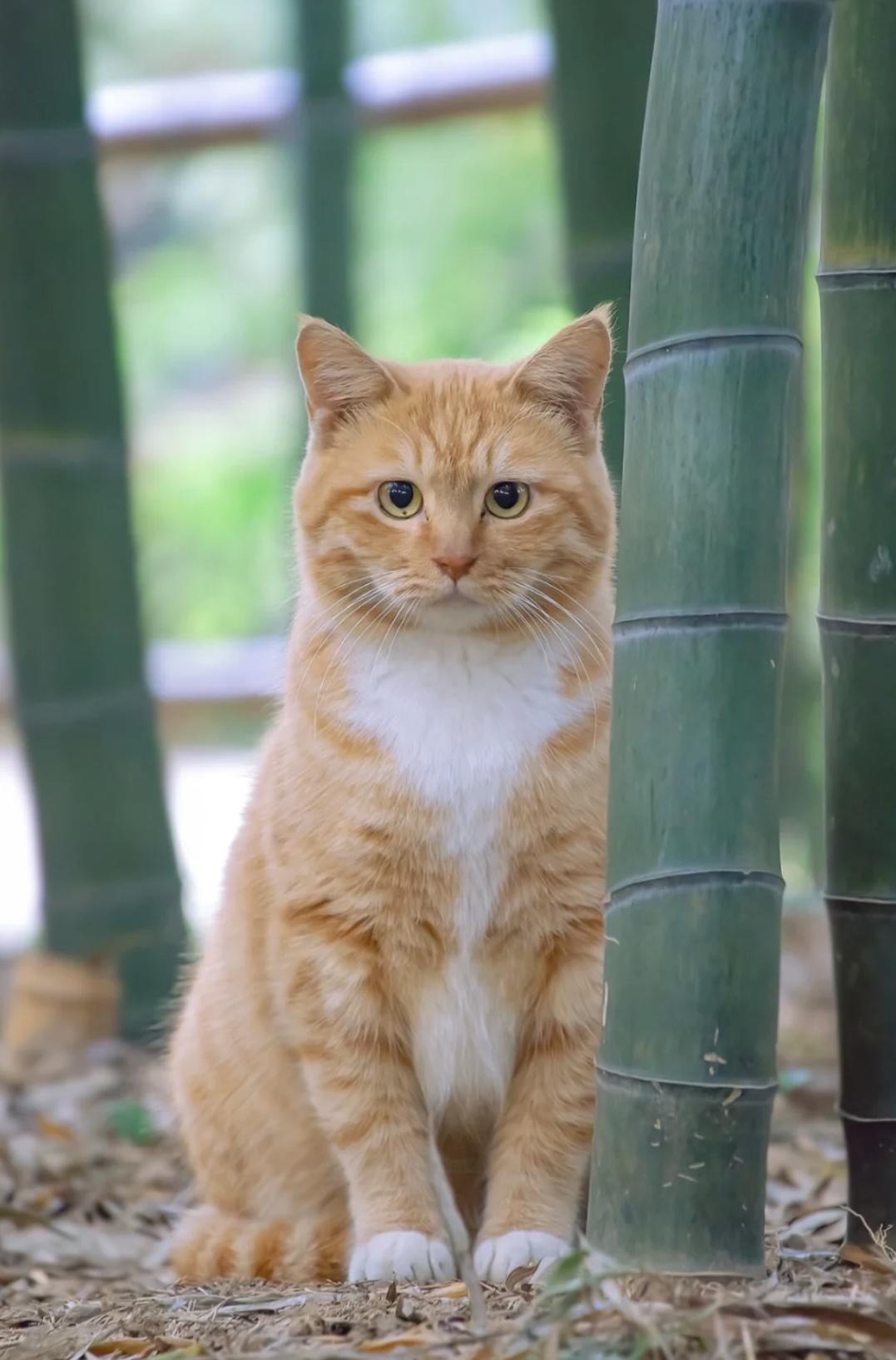 治愈系壁纸｜132张可爱小猫咪的样子