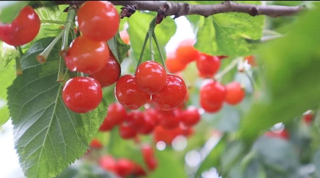 炎热的夏天吃什么水果解暑,夏天即将过季的水果