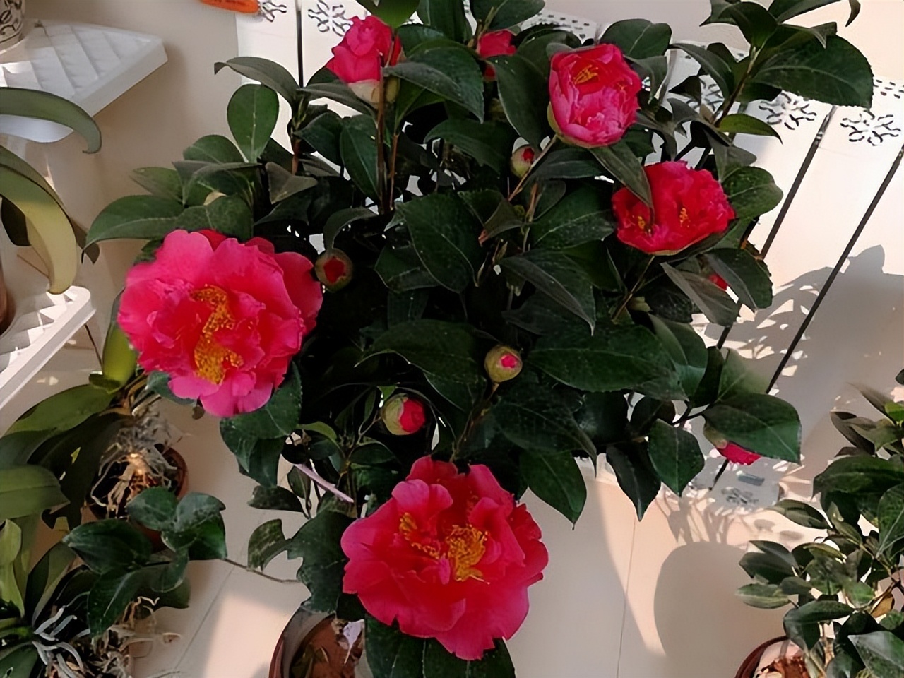 此花艳丽富贵,此花香气扑鼻比绿萝好养