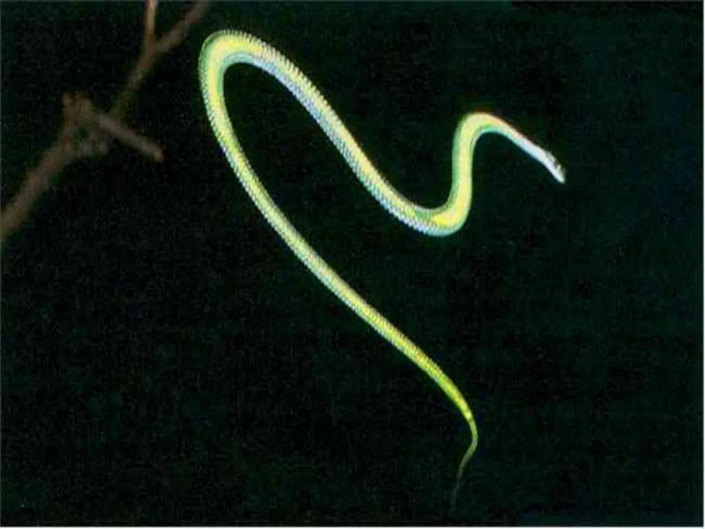 蛇类科普15种奇特的蛇,神奇的蛇类大揭秘