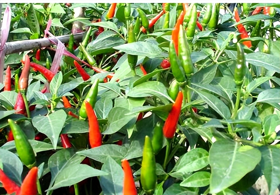 陶华碧老干妈的三个承诺,老干妈陶华碧讲话